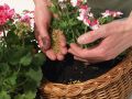 Как октябрьские подкормки могут спасти ваши комнатные растения от зимней усталости