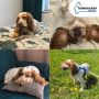 Сегодня — Международный день собак!