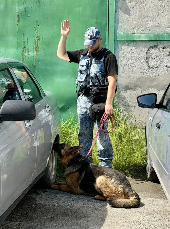 Служебные собаки являются неотъемлемыми помощниками сотрудников полиции Служебные собаки являются неотъемлемыми помощниками сотрудников полиции