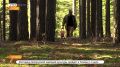 После обильных дождей в тюменских лесах настоящий грибной бум