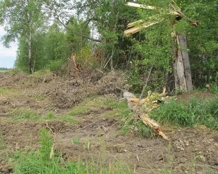 60 деревьев ради дороги: в Юргинском районе — уголовное дело о незаконной рубке 60 деревьев ради дороги: в Юргинском районе — уголовное дело о незаконной рубке