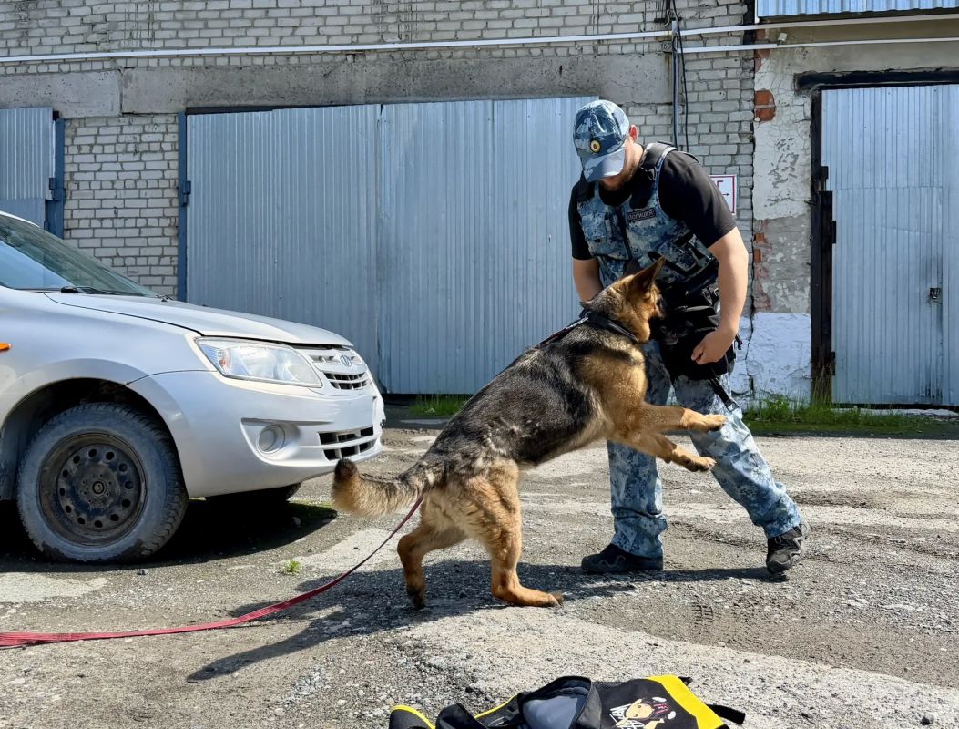 Служебные собаки являются неотъемлемыми помощниками сотрудников полиции Служебные собаки являются неотъемлемыми помощниками сотрудников полиции