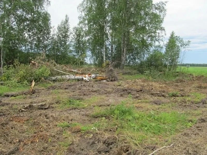 60 деревьев ради дороги: в Юргинском районе — уголовное дело о незаконной рубке 60 деревьев ради дороги: в Юргинском районе — уголовное дело о незаконной рубке