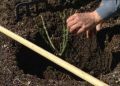 Плетистые розы: волшебство в вашем саду