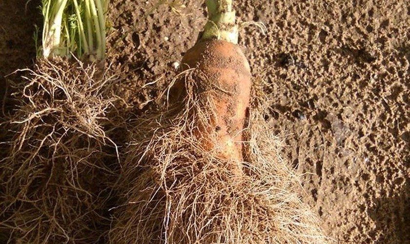 «Волосатая» морковь и «бородатая» свёкла — с таким урожаем столкнулись дачники Тюмени