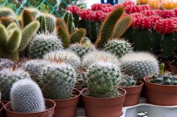 Секреты ухода за кактусами: как сохранить здоровье ваших зеленых друзей зимой