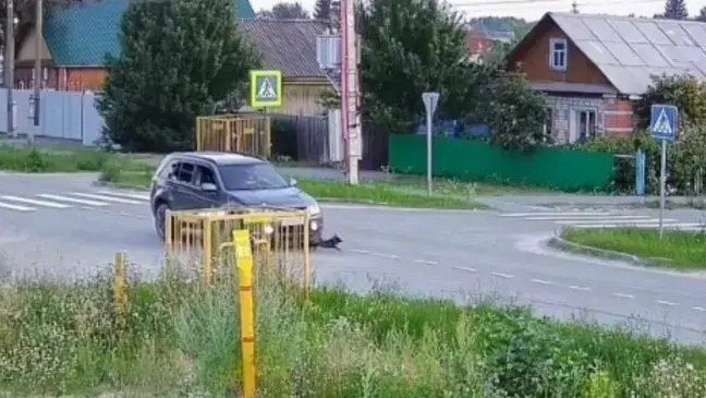 Под Тюменью водитель переехал собаку и даже не остановился, чтобы помочь