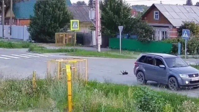 Под Тюменью водитель переехал собаку и даже не остановился, чтобы помочь Под Тюменью водитель переехал собаку и даже не остановился, чтобы помочь