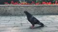 Местный голубь устроил променад прямо по центру площади