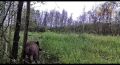 Кажется, кто-то нашел лучший массажер в лесу