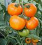 Помидоры на любой вкус: 7 неприхотливых сортов для сложных условий