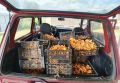 Куда ехать собирать лисички? Тюменцы накосили их уже целые ящики и ведра!