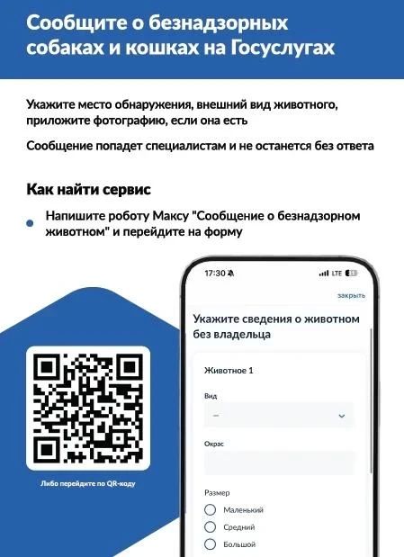 Увидели бездомного питомца? Сообщить можно онлайн