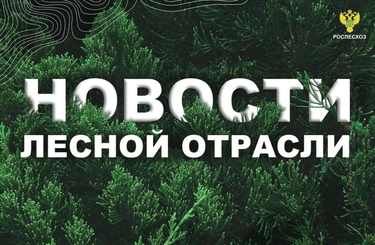 AK&M: Площадь лесных пожаров сократилась более чем в два раза