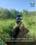 Иногда лесу нужно немного помочь, чтобы он восстановился самостоятельно