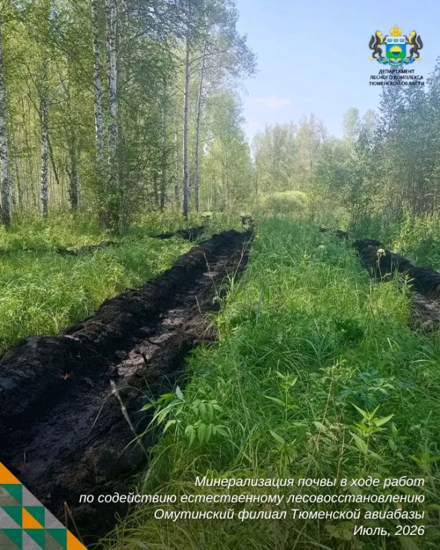 Иногда лесу нужно немного помочь, чтобы он восстановился самостоятельно Иногда лесу нужно немного помочь, чтобы он восстановился самостоятельно