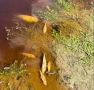 Пробы воды из Туры направили на анализ после гибели рыбы