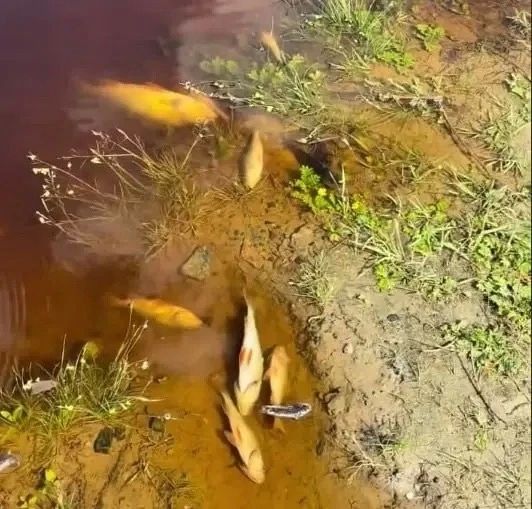Пробы воды из Туры направили на анализ после гибели рыбы