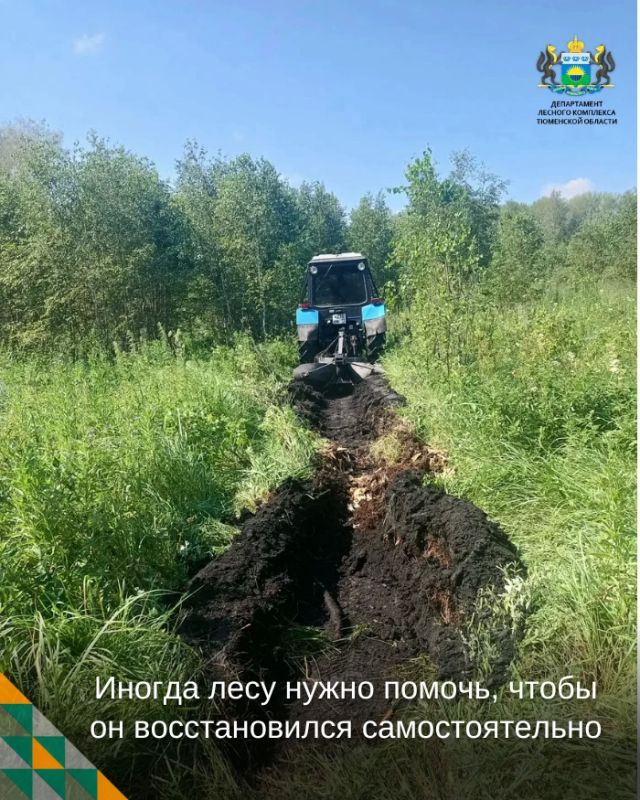 Иногда лесу нужно немного помочь, чтобы он восстановился самостоятельно