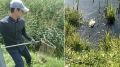 Три утки погибли на Южном пруду в Тюмени: причиной стало неправильное кормление