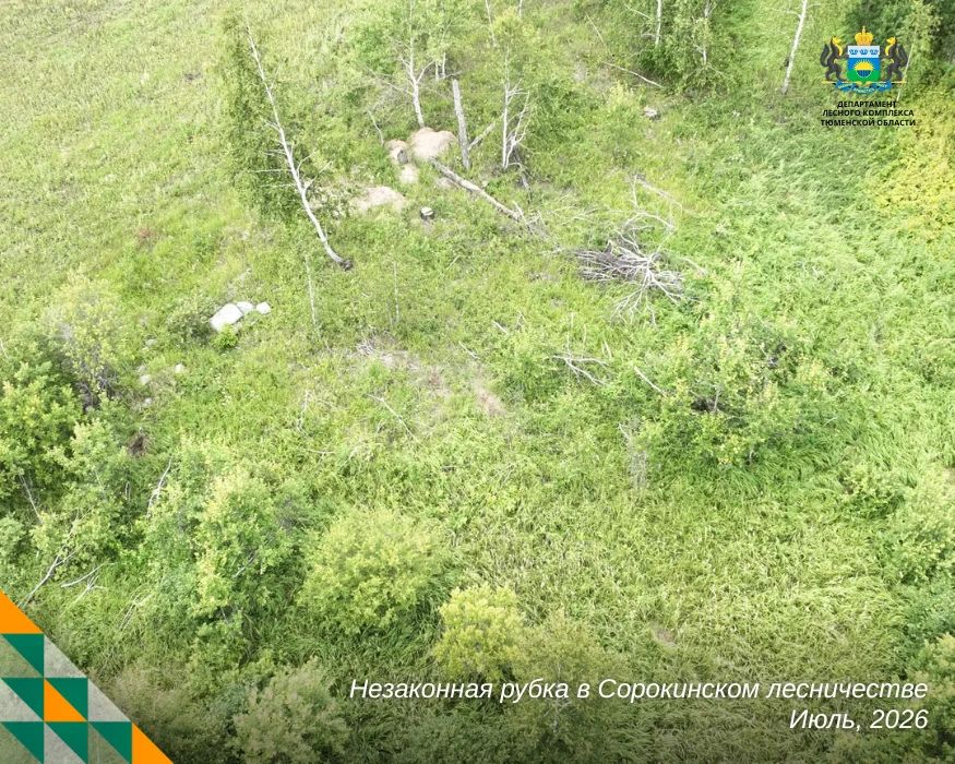 В Сорокинском округе выявили крупную незаконную рубку с помощью беспилотника В Сорокинском округе выявили крупную незаконную рубку с помощью беспилотника