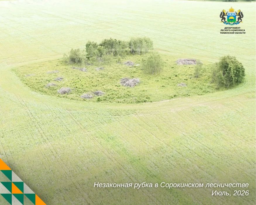 В Сорокинском округе выявили крупную незаконную рубку с помощью беспилотника