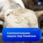 Туши валялись прямо на земле: горы мертвых коров нашли в Тюменской области