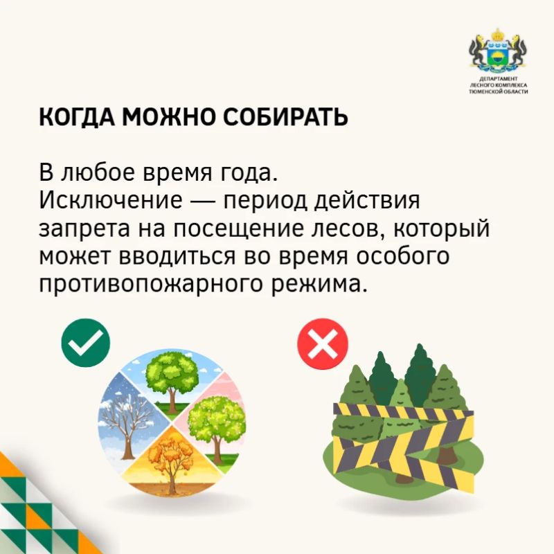 Заготовка валежника: отвечаем на самые частые вопросы Заготовка валежника: отвечаем на самые частые вопросы
