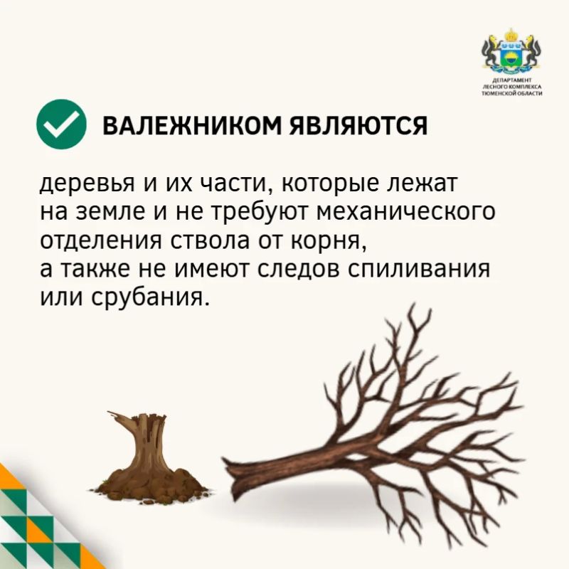 Заготовка валежника: отвечаем на самые частые вопросы Заготовка валежника: отвечаем на самые частые вопросы