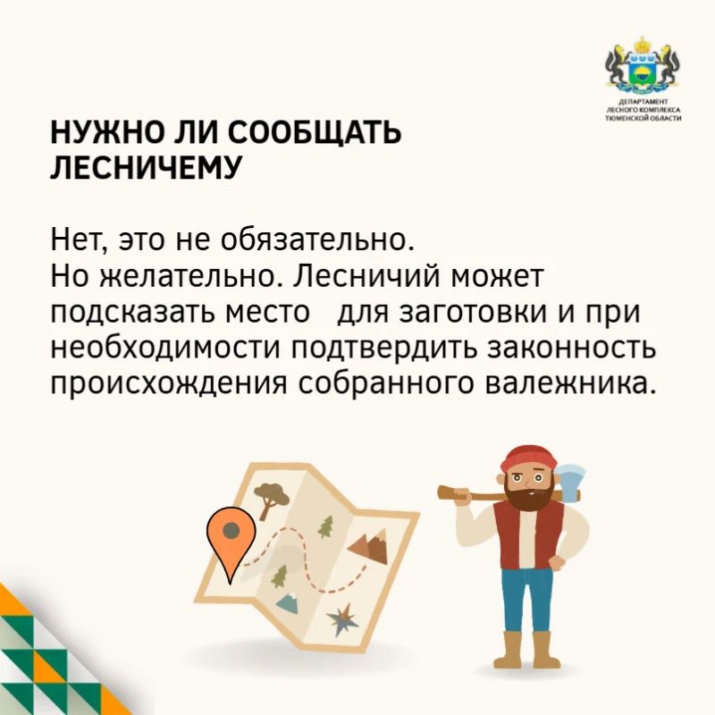 Заготовка валежника: отвечаем на самые частые вопросы Заготовка валежника: отвечаем на самые частые вопросы