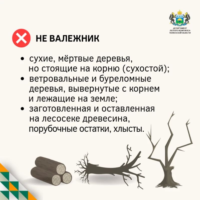 Заготовка валежника: отвечаем на самые частые вопросы Заготовка валежника: отвечаем на самые частые вопросы
