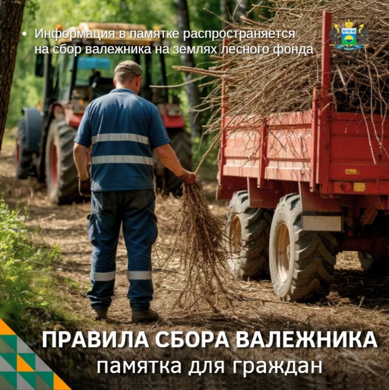 Заготовка валежника: отвечаем на самые частые вопросы