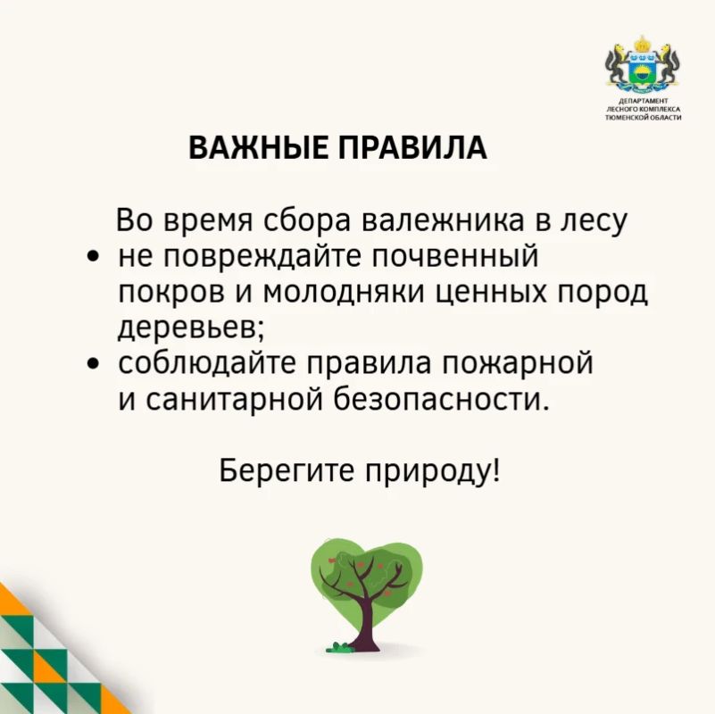 Заготовка валежника: отвечаем на самые частые вопросы Заготовка валежника: отвечаем на самые частые вопросы