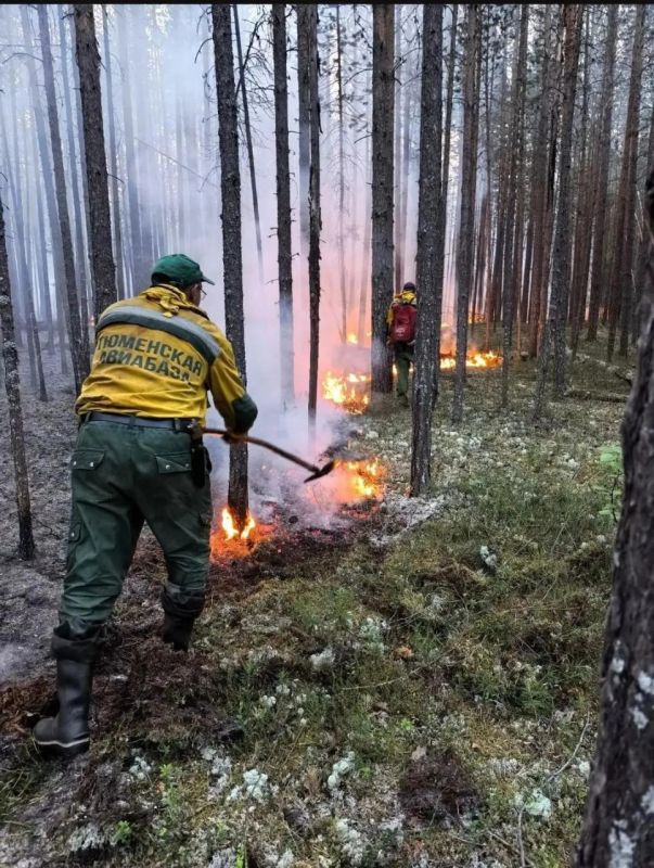 Тюменские пожарные потушили более 7 000 гектаров леса на Ямале Тюменские пожарные потушили более 7 000 гектаров леса на Ямале