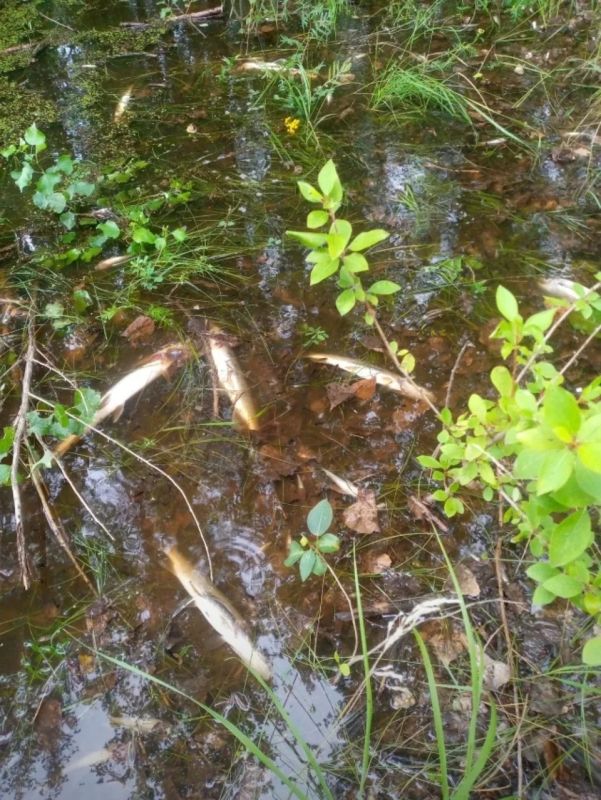 Почему рыба массово гибнет на тюменских водоемах?