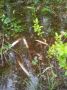 Почему рыба массово гибнет на тюменских водоемах?