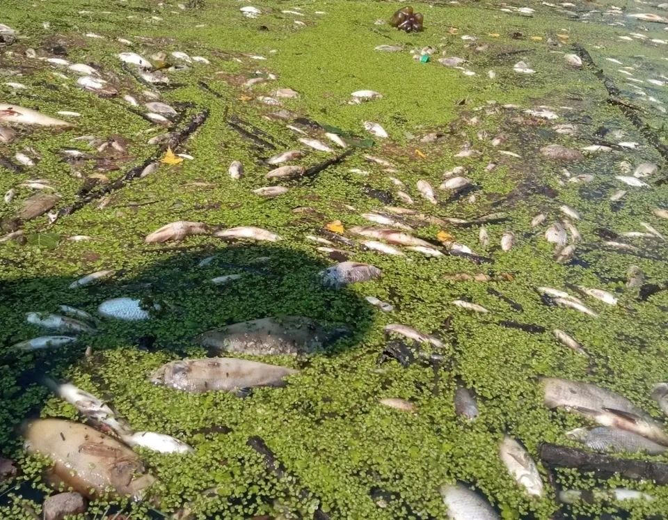 Почему рыба массово гибнет на тюменских водоемах? Почему рыба массово гибнет на тюменских водоемах?