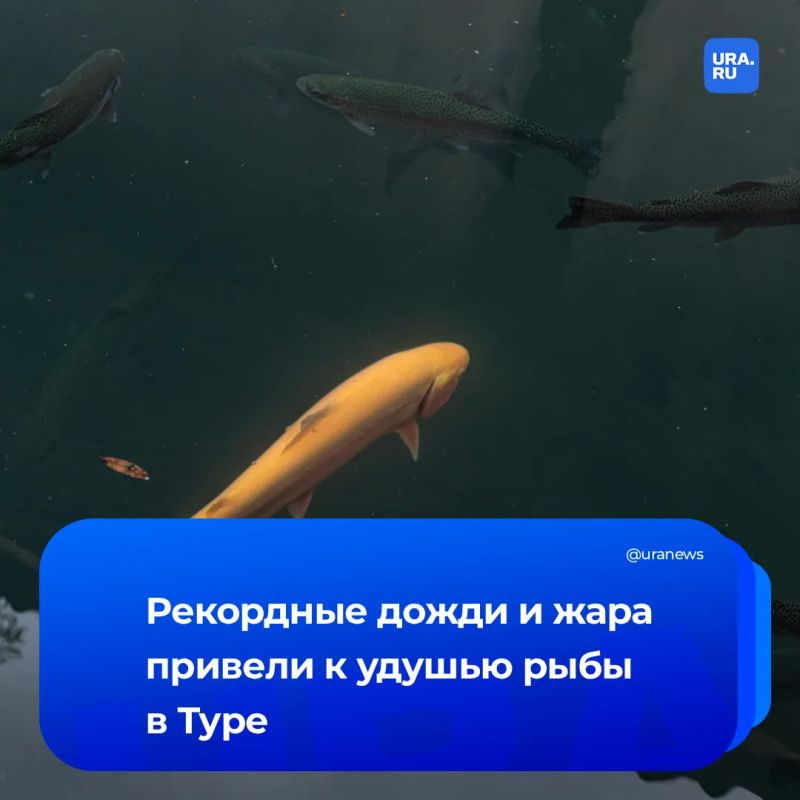 Массовый мор тюменской рыбы вызван недостатком кислорода