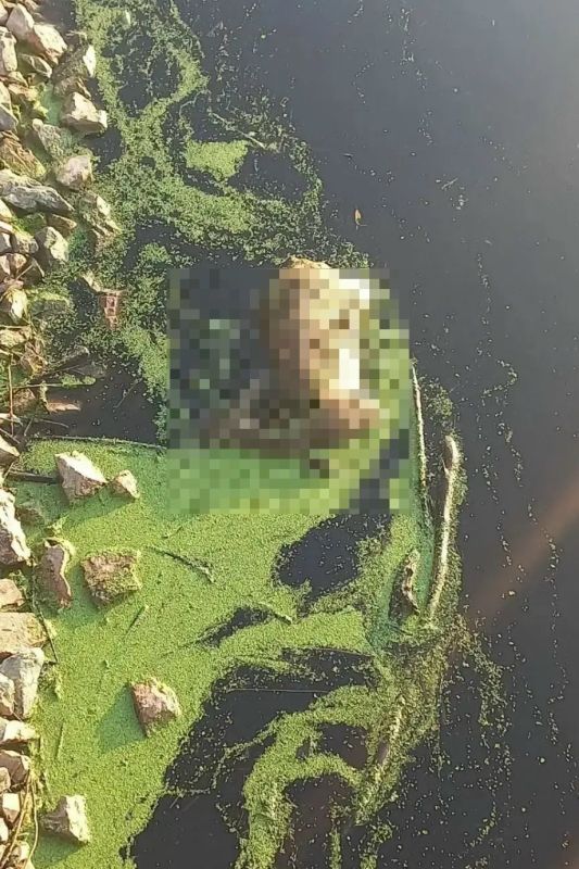 В Тюмени в районе Зареки обнаружена жуткая находка: в Туре лежит мертвая косуля