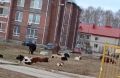 «Парковка» для скота: как фермерша превратила поселок в пастбище