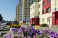 Тобольск цветёт! Лучшее украшение города — живые цветы