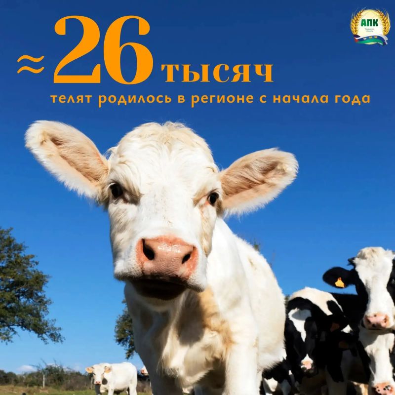 Почти 26 тысяч телят родилось в Тюменской области с начала года