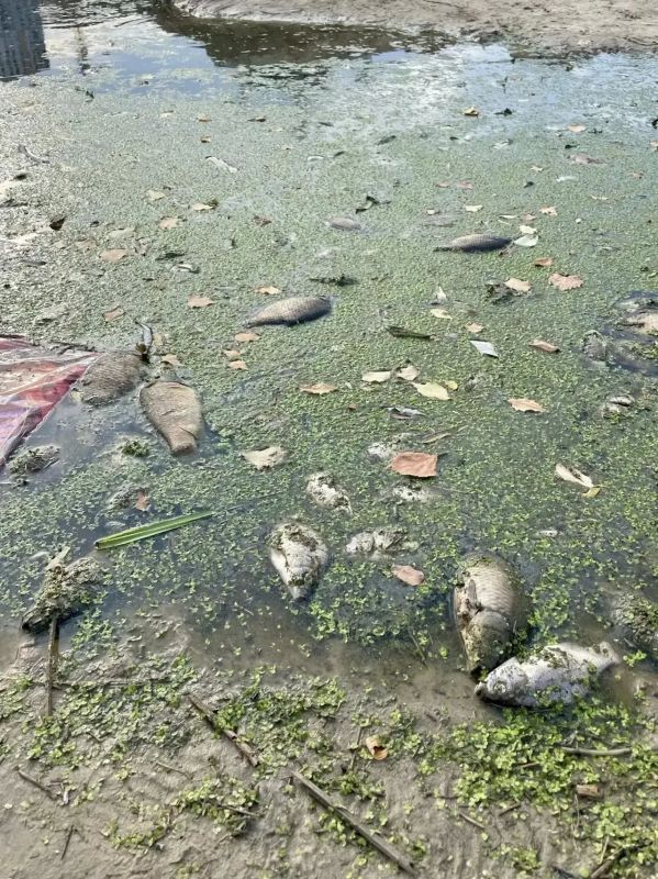 Рыба на тюменских водоемах продолжает гибнуть Рыба на тюменских водоемах продолжает гибнуть
