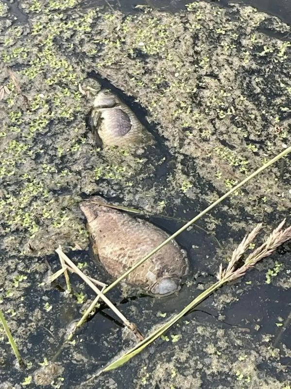 Рыба на тюменских водоемах продолжает гибнуть Рыба на тюменских водоемах продолжает гибнуть