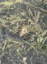 Рыба на тюменских водоемах продолжает гибнуть