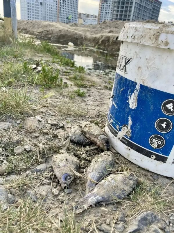 Рыба на тюменских водоемах продолжает гибнуть Рыба на тюменских водоемах продолжает гибнуть
