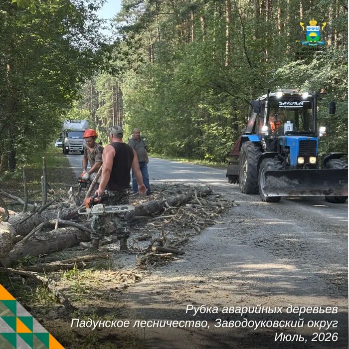 Уборка аварийных деревьев — одна из самых сложных и опасных работ в лесном хозяйстве Уборка аварийных деревьев — одна из самых сложных и опасных работ в лесном хозяйстве