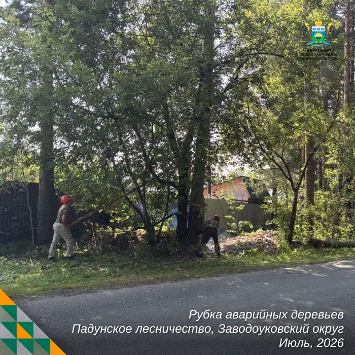 Уборка аварийных деревьев — одна из самых сложных и опасных работ в лесном хозяйстве Уборка аварийных деревьев — одна из самых сложных и опасных работ в лесном хозяйстве