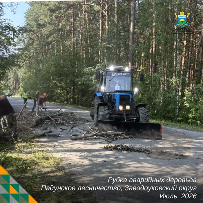 Уборка аварийных деревьев — одна из самых сложных и опасных работ в лесном хозяйстве Уборка аварийных деревьев — одна из самых сложных и опасных работ в лесном хозяйстве