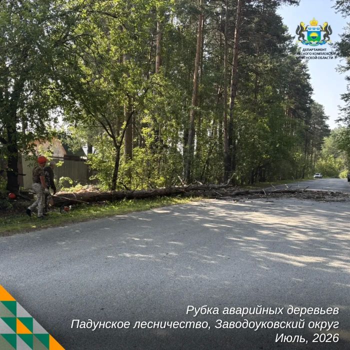 Уборка аварийных деревьев — одна из самых сложных и опасных работ в лесном хозяйстве Уборка аварийных деревьев — одна из самых сложных и опасных работ в лесном хозяйстве